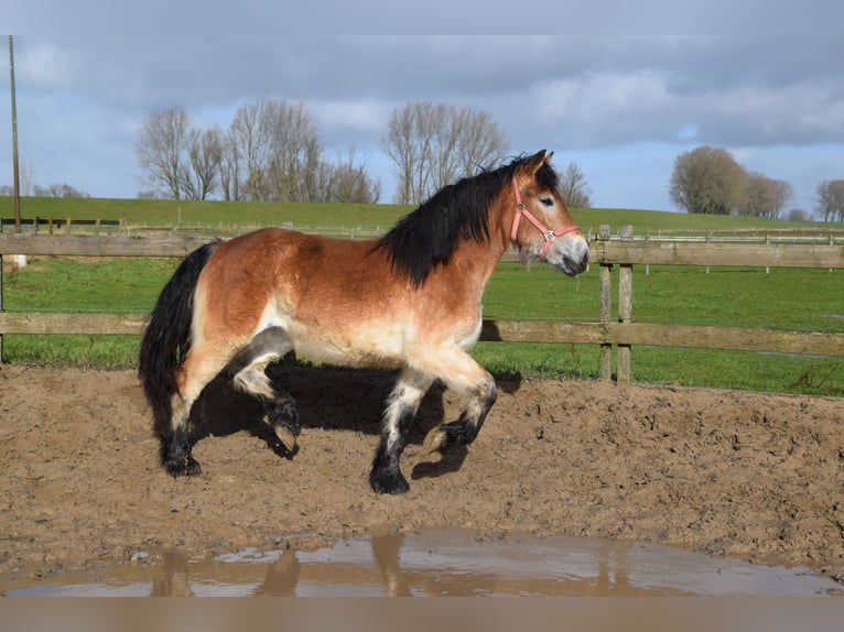 Rhenisch-German Heavy Draft Mare 2 years 14,2 hh Bay in Brakel
