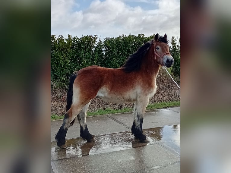 Rhenisch-German Heavy Draft Mare 2 years 14,2 hh Bay in Brakel