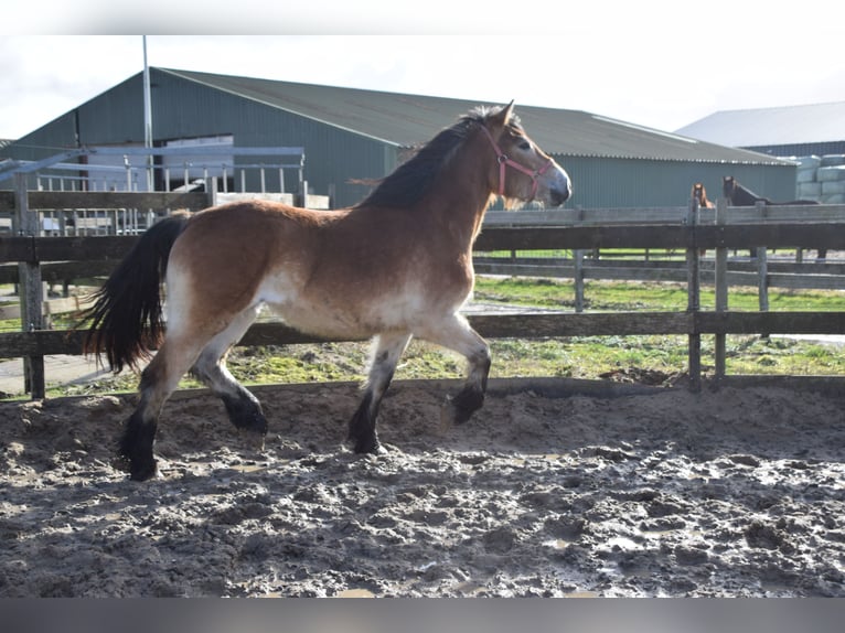 Rhenisch-German Heavy Draft Mare 2 years 14,2 hh Bay in Brakel