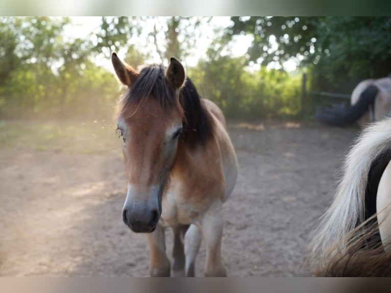 Rhenisch-German Heavy Draft Mare 2 years 15,2 hh Brown in De Mortel