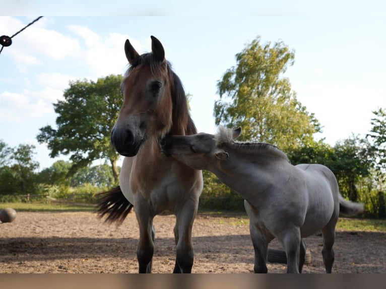 Rhenisch-German Heavy Draft Mare 2 years 15,2 hh Brown in De Mortel