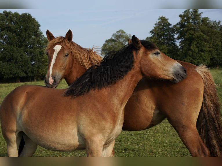 Rhenisch-German Heavy Draft Mare 2 years 16 hh Chestnut in Planebruch