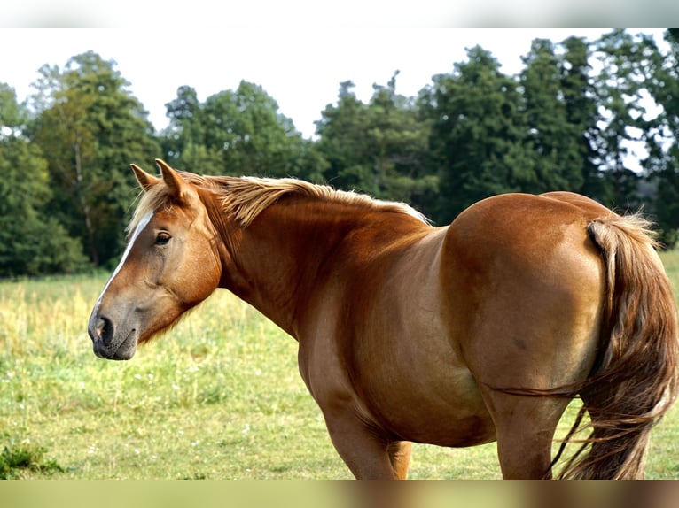 Rhenisch-German Heavy Draft Mare 2 years 16 hh Chestnut in Planebruch