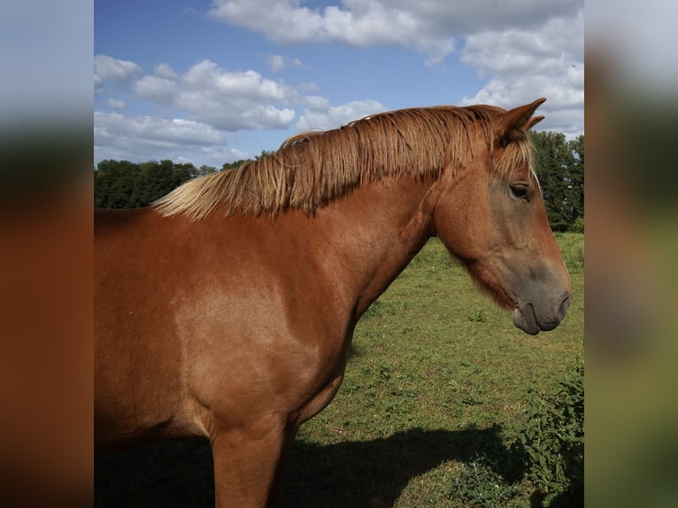 Rhenisch-German Heavy Draft Mare 2 years 16 hh Chestnut in Planebruch