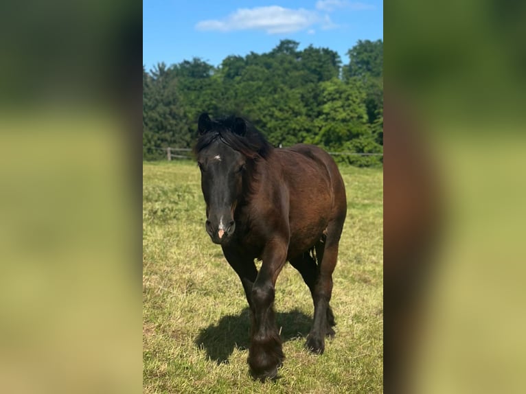 Rhenisch-German Heavy Draft Mare 2 years in K&#xFC;rten