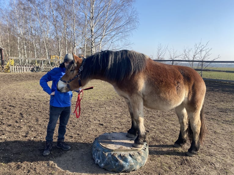 Rhenisch-German Heavy Draft Mare 3 years 14.3 hh Brown in Quitzdorf a.S