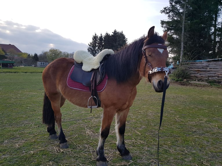 Rhenisch-German Heavy Draft Mix Mare 3 years 14,2 hh Brown-Light in Z&#xF6;lkow
