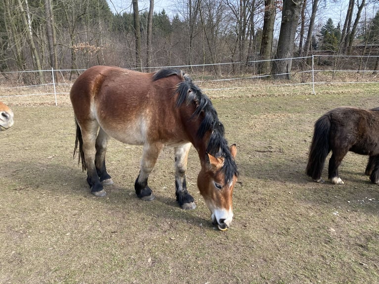 Rhenisch-German Heavy Draft Mare 3 years 14,3 hh Brown in Quitzdorf a.S
