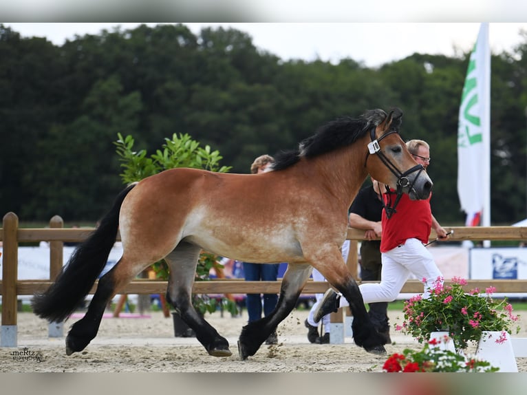 Rhenisch-German Heavy Draft Mare 3 years 16 hh Brown in Harsewinkel