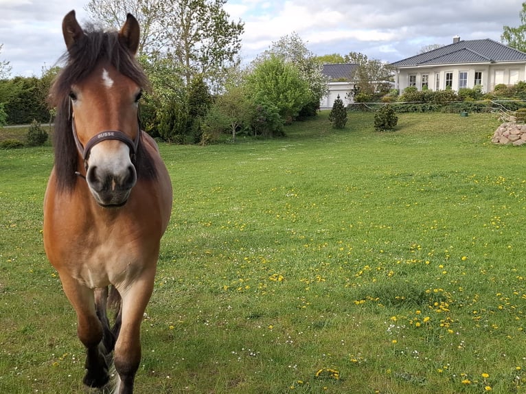 Rhenisch-German Heavy Draft Mare 3 years Brown in Gross Kiesow
