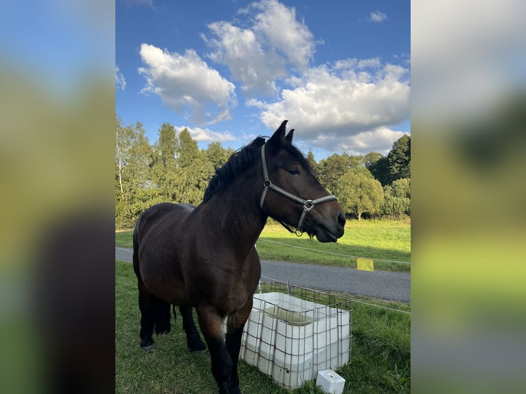 Rhenisch-German Heavy Draft Mare 5 years 15,2 hh Brown in Altenberg