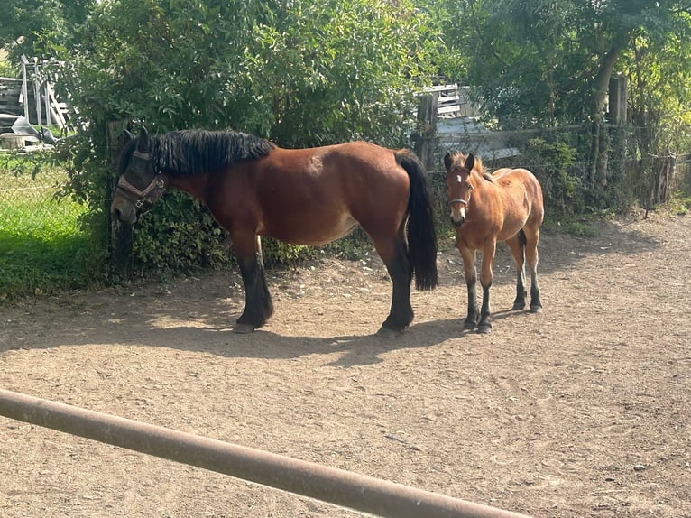 Rhenisch-German Heavy Draft Mare 5 years 16 hh Brown in Querfurt/ OT Gatterstädt