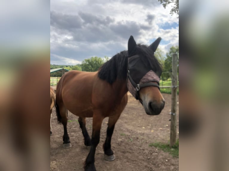 Rhenisch-German Heavy Draft Mare 5 years 16 hh Brown in Querfurt/ OT Gatterstädt