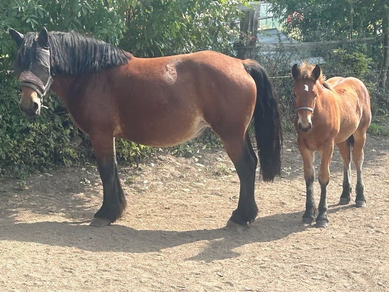 Rhenisch-German Heavy Draft Mare 5 years 16 hh Brown in Querfurt/ OT Gatterstädt