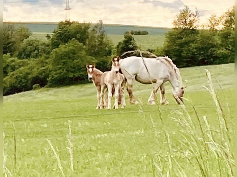 Rhenisch-German Heavy Draft Mare 5 years 17 hh Gray-Red-Tan in Waldeck