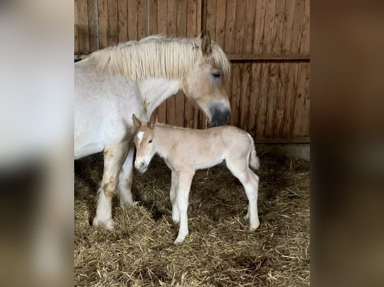 Rhenisch-German Heavy Draft Mare 5 years 17 hh Gray-Red-Tan in Waldeck