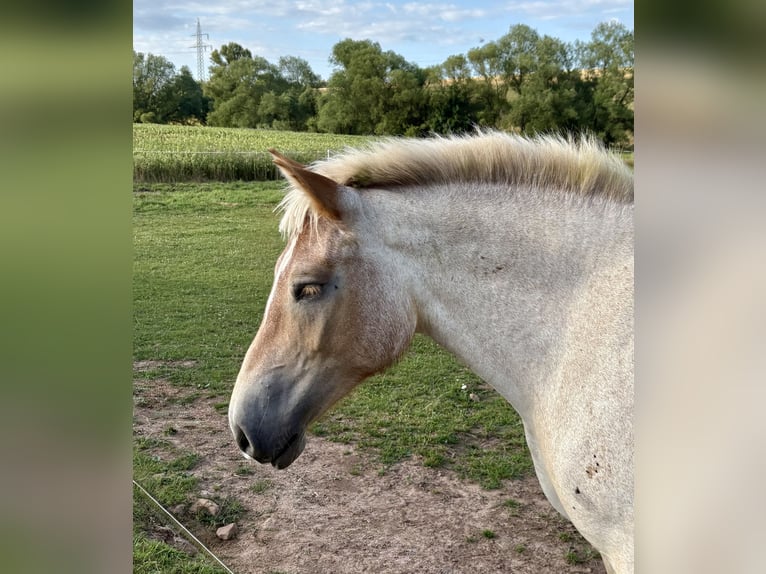 Rhenisch-German Heavy Draft Mare 5 years 17 hh Grey-Red-Tan in Waldeck