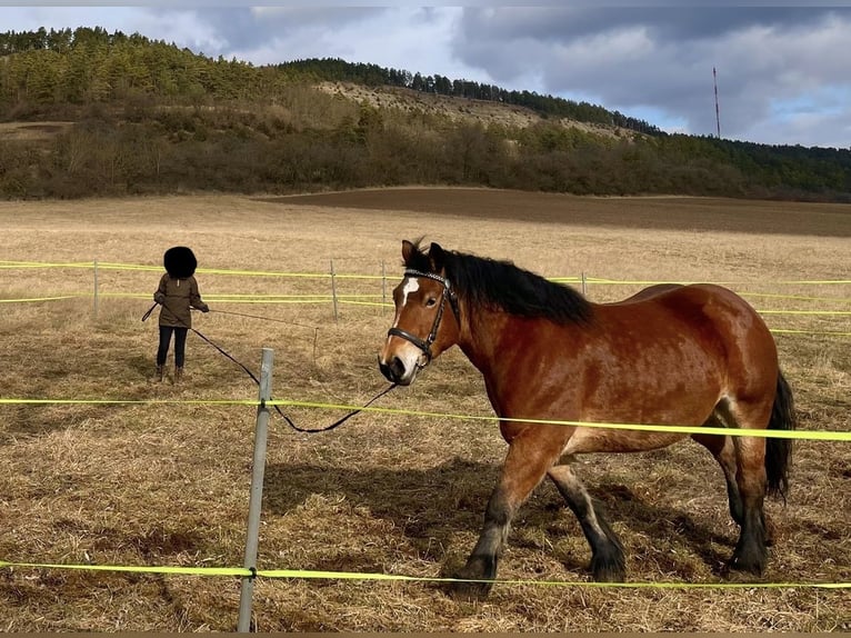 Rhenisch-German Heavy Draft Mare 6 years 15,2 hh Brown in Stadtilm Rhenisch-German Heavy Draft Mare 6 years 15,2 hh Brown in Stadtilm