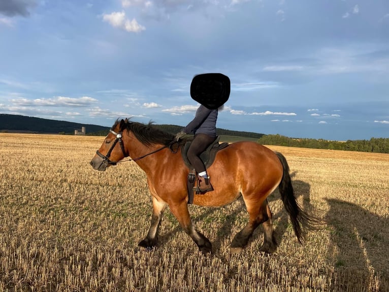 Rhenisch-German Heavy Draft Mare 6 years 15,2 hh Brown in Stadtilm Rhenisch-German Heavy Draft Mare 6 years 15,2 hh Brown in Stadtilm