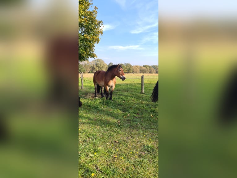 Rhenisch-German Heavy Draft Mare 6 years 16 hh Brown in Goldbeck