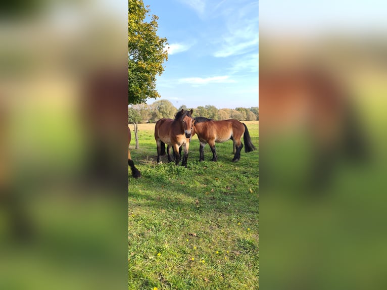 Rhenisch-German Heavy Draft Mare 6 years 16 hh Brown in Goldbeck