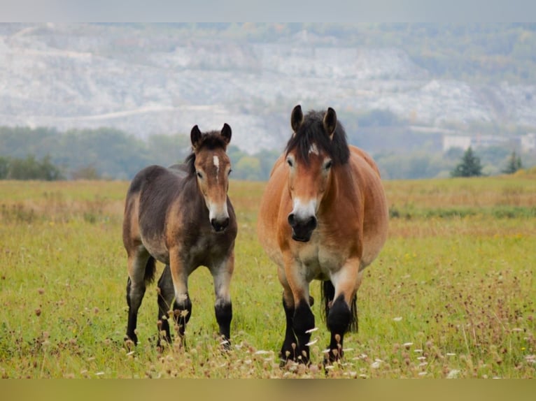 Rhenisch-German Heavy Draft Mare 6 years 16 hh Brown-Light in Nordhausen