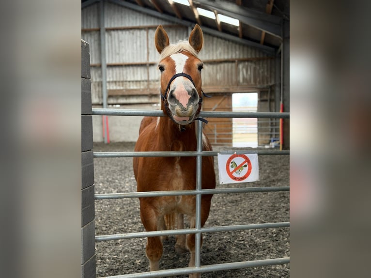 Rhenisch-German Heavy Draft Mare 7 years 15.2 hh Chestnut-Red in Elsdorf