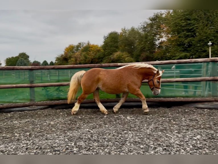 Rhenisch-German Heavy Draft Mare 7 years 15.2 hh Chestnut-Red in Elsdorf