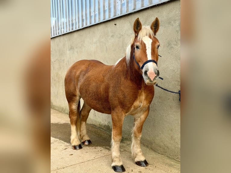 Rhenisch-German Heavy Draft Mare 7 years 15.2 hh Chestnut-Red in Elsdorf
