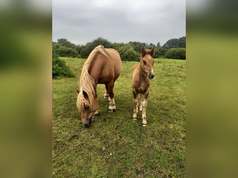 Rhenisch-German Heavy Draft Mare 7 years 16,1 hh Chestnut-Red in Neuferchau