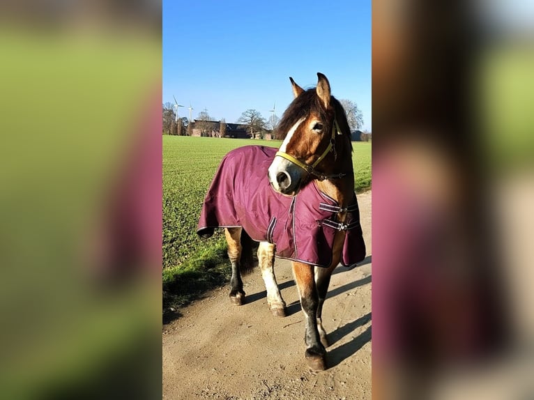 Rhenisch-German Heavy Draft Mare 7 years 16 hh Brown in Baesweiler