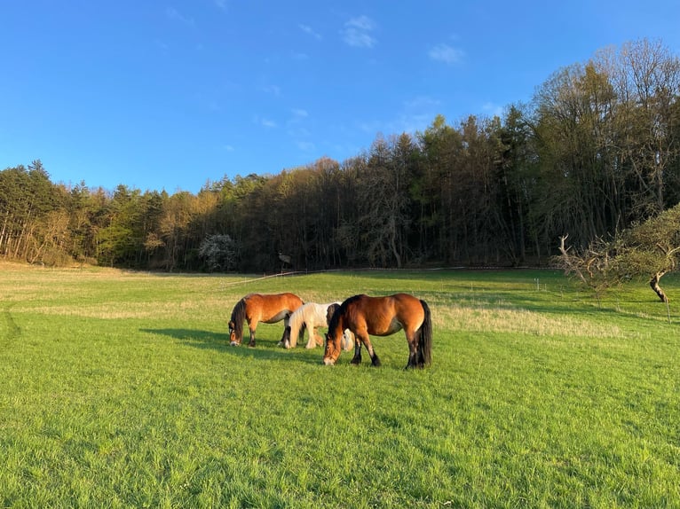 Rhenisch-German Heavy Draft Mare 7 years 16 hh Brown-Light in StadtilmStadtilm