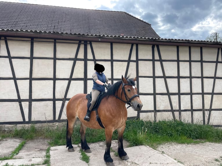 Rhenisch-German Heavy Draft Mare 7 years 16 hh Brown-Light in StadtilmStadtilm