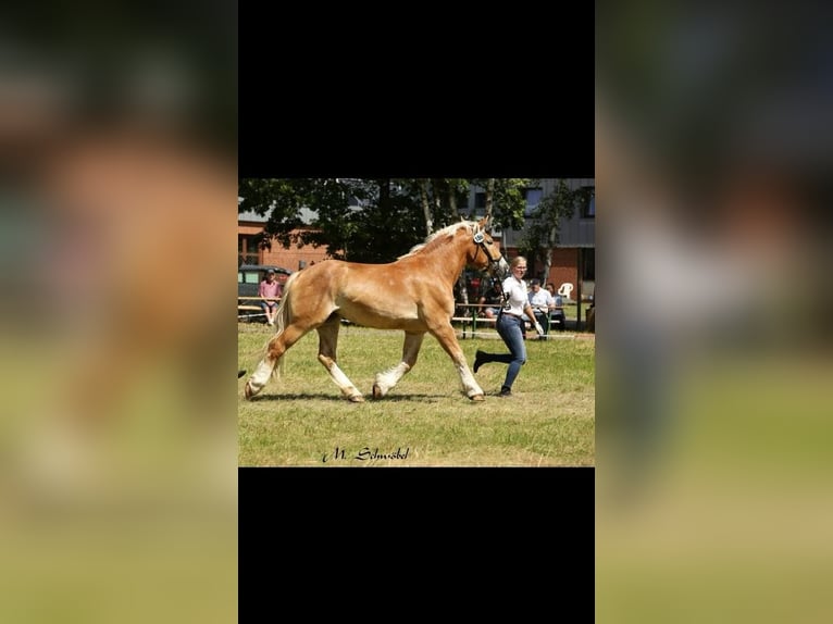 Rhenisch-German Heavy Draft Mare 8 years 16 hh Chestnut-Red in Wunstorf
