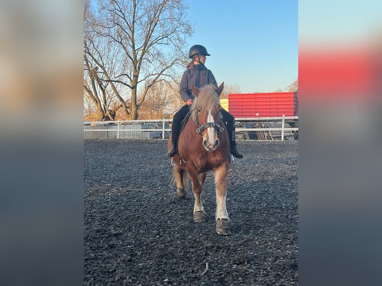 Rhenisch-German Heavy Draft Mix Mare 9 years 16 hh Chestnut-Red in Löwenberger Land