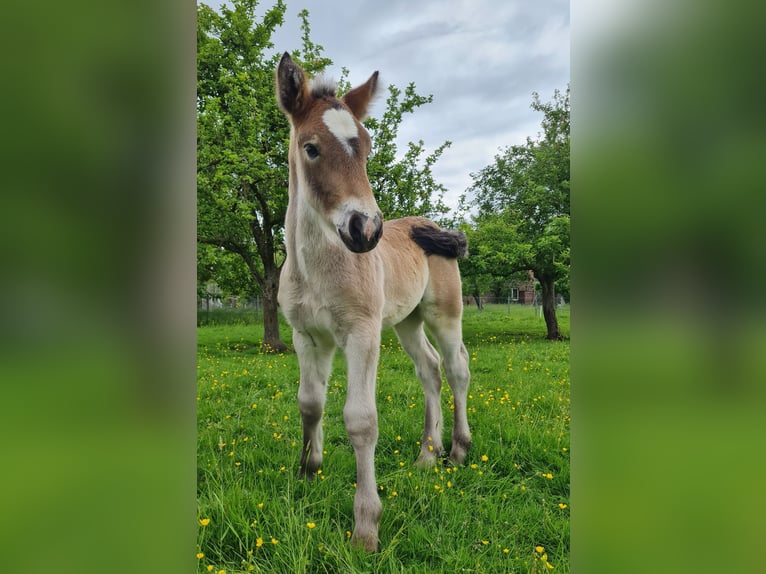 Rhenisch-German Heavy Draft Mare Foal (04/2024) Brown in Sendenhorst