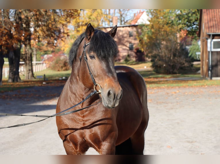 Rhenisch-German Heavy Draft Stallion 12 years 16,1 hh Brown in Celle