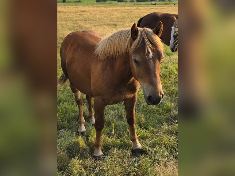 Rhenisch-German Heavy Draft Stallion 1 year 13,1 hh Chestnut-Red in Elsoff