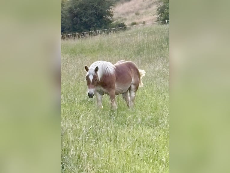 Rhenisch-German Heavy Draft Stallion 1 year 16 hh Chestnut-Red in Waldeck Rhenisch-German Heavy Draft Stallion 1 year 16 hh Chestnut-Red in Waldeck