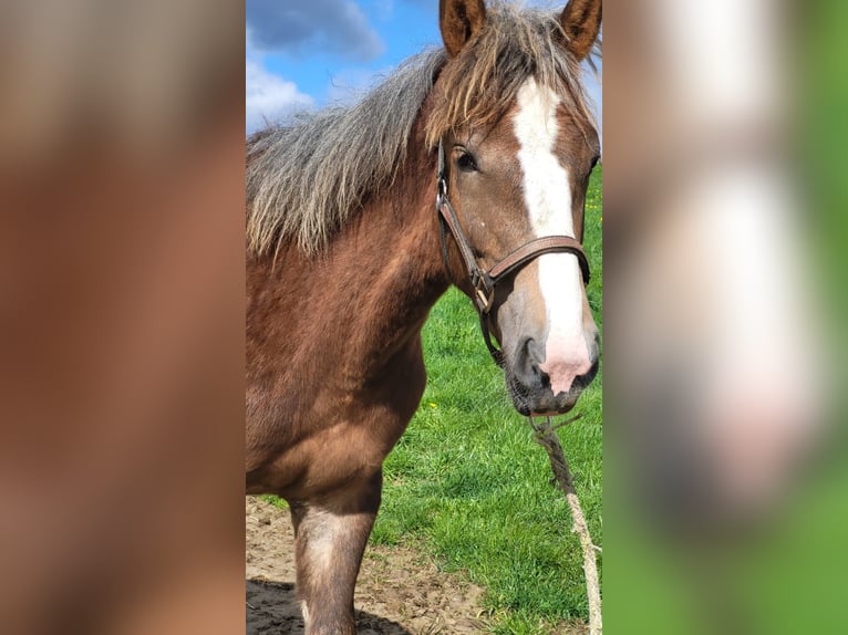 Rhenisch-German Heavy Draft Stallion 1 year Brown in Sulz am Neckar