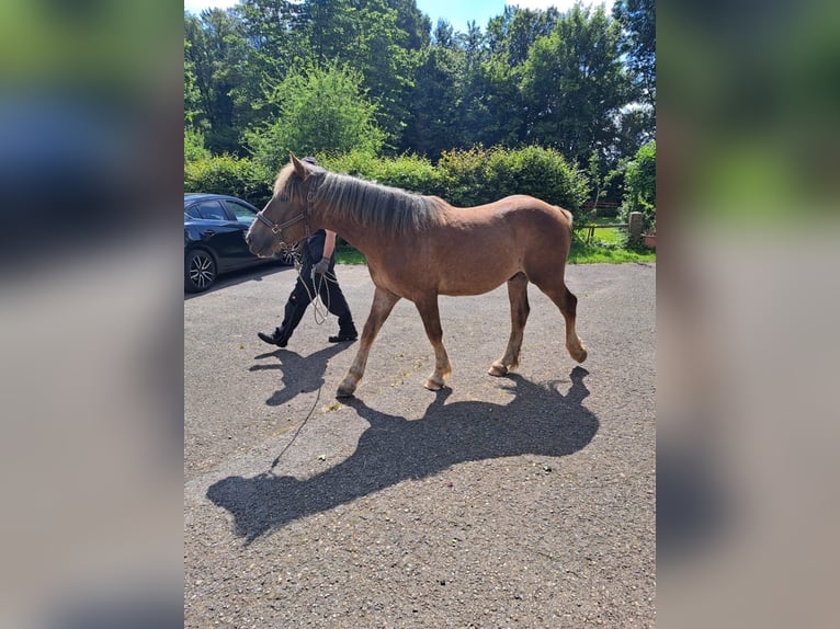 Rhenisch-German Heavy Draft Stallion 1 year Brown in Sulz am Neckar