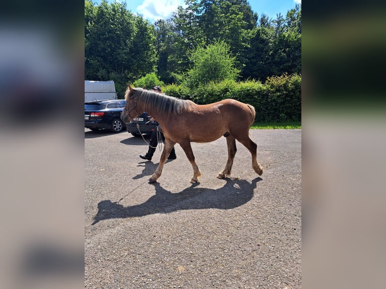 Rhenisch-German Heavy Draft Stallion 1 year Brown in Sulz am Neckar