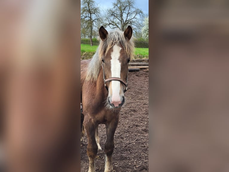 Rhenisch-German Heavy Draft Stallion 1 year Brown in Sulz am Neckar