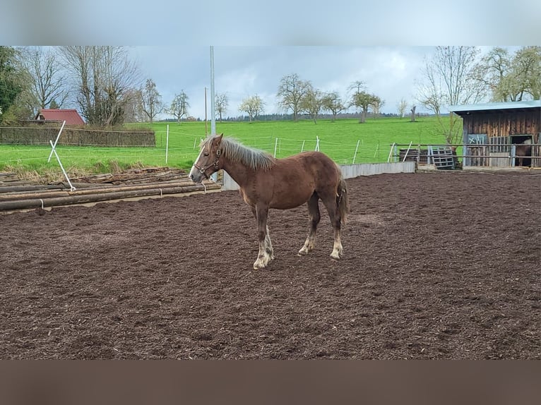 Rhenisch-German Heavy Draft Stallion 1 year Brown in Sulz am Neckar