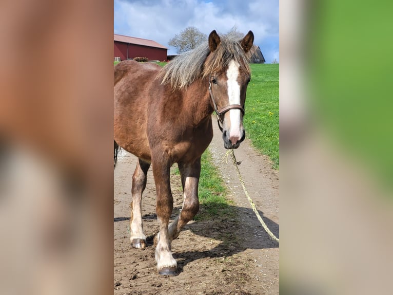 Rhenisch-German Heavy Draft Stallion 1 year Brown in Sulz am Neckar