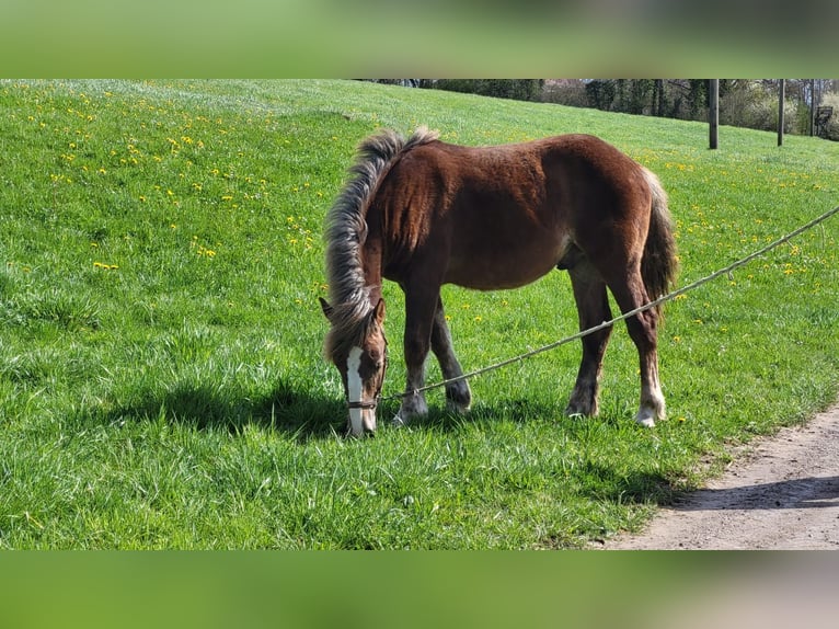 Rhenisch-German Heavy Draft Stallion 1 year Brown in Sulz am Neckar