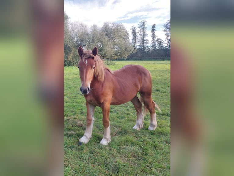 Rhenisch-German Heavy Draft Stallion 1 year Chestnut-Red in Neuferchau