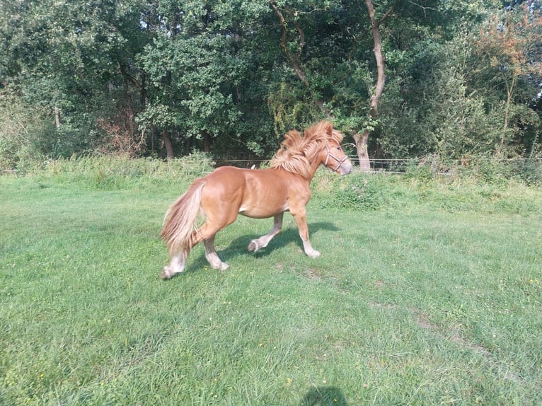 Rhenisch-German Heavy Draft Stallion 1 year Chestnut-Red in Neuferchau