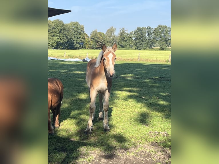 Rhenisch-German Heavy Draft Stallion 1 year Chestnut-Red in Verl