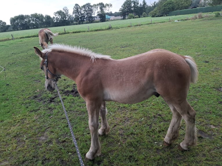 Rhenisch-German Heavy Draft Stallion 1 year Chestnut-Red in Verl